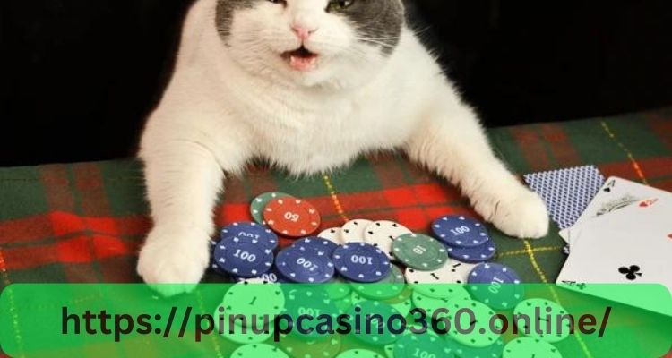 Tips for Making the Most of Your Cat Casino Experience